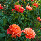 298+ Rare Tree Orange Rose Seeds for Planting Outdoors,Fragrant Rambling Climbing Trees Rose Seeds Non-GMO Heirloom,Rose Flowers Seed for Fence and Archway,Repeat Flowering Disease Resistant