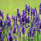 4 Lavender Plants Live Starter Plants 4-6" in Tall, Hardy Perennial Lavender for Garden and Landscape with Fragrant Purple Blooms, No Pot (Purple Pink)