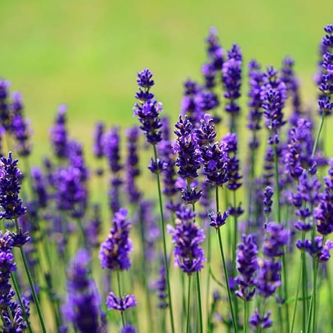 4 Lavender Plants Live Starter Plants 4-6" in Tall, Hardy Perennial Lavender for Garden and Landscape with Fragrant Purple Blooms, No Pot (Purple Pink)