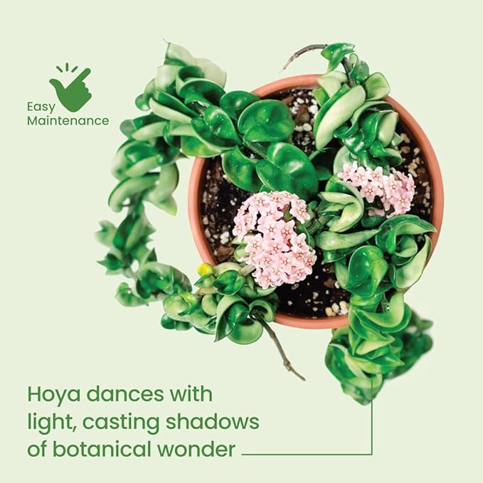 American Plant Exchange Assorted Hoya Plants – 4-Inch Pots, Pack of 3 – Live Flowering Wax Vines, Easy Care Indoor Plants with Colorful Blooms for Home, Garden, or Patio Decor