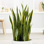 American Plant Exchange Snake Plant – Large 10-Inch Pot Yellow Sansevieria Laurentii, 2-3ft Tall, Low-Maintenance, Air-Purifying Live Houseplant for Home, Office, or Outdoor Patio Garden Décor