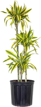 Dracaena Lemon Lime Live Plant Low Light Tropical Indoor Tree Easy Care Air Purifier Plant for Office and Home Decor (Plant Pot, Large (38-48 inches Tall), Dracaena Lemon Lime)