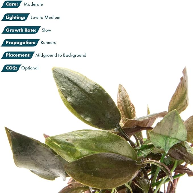 SubstrateSource Live Plants - Cryptocoryne Blassii (Cryptocoryne blassii) - Low to Medium Light, Bronze-Green Accent for Midground to Background Freshwater Aquarium Aquascaping - Pot