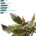 SubstrateSource Live Plants - Cryptocoryne Blassii (Cryptocoryne blassii) - Low to Medium Light, Bronze-Green Accent for Midground to Background Freshwater Aquarium Aquascaping - Pot
