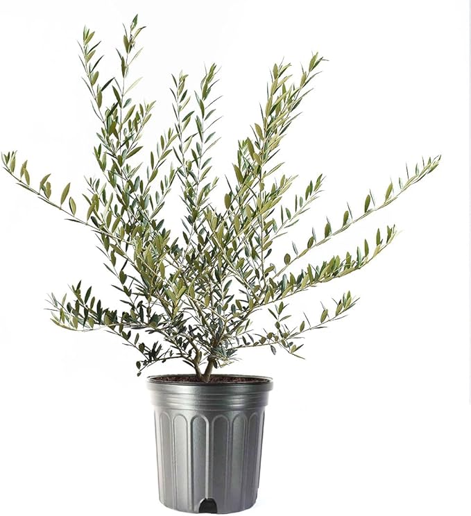American Plant Exchange Live Olive Tree, Arbequina – Real Fruiting, Edible Indoor/Outdoor Houseplant – 8-Inch Pot, Perfect for Home, Office, Patio & Garden Décor