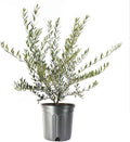 American Plant Exchange Live Olive Tree, Arbequina – Real Fruiting, Edible Indoor/Outdoor Houseplant – 8-Inch Pot, Perfect for Home, Office, Patio & Garden Décor