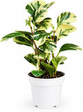 Peperomia Marble Live Plant, Indoor House Plant, Colorful Peperomia Plant, Live Plants Indoor, Plants Live Houseplants for Indoor Garden