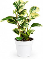 Peperomia Marble Live Plant, Indoor House Plant, Colorful Peperomia Plant, Live Plants Indoor, Plants Live Houseplants for Indoor Garden