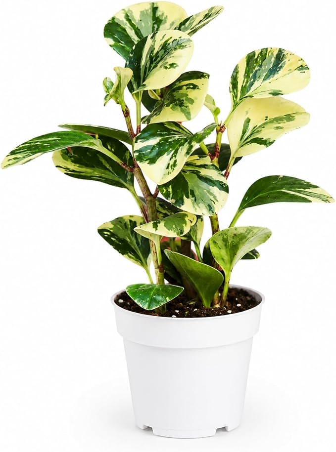 Peperomia Marble Live Plant, Indoor House Plant, Colorful Peperomia Plant, Live Plants Indoor, Plants Live Houseplants for Indoor Garden