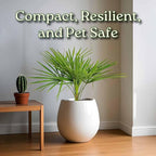 Windmill Palm Tree - Live Plant - Overall Height 26" to 32"' - Tropical Plants of Florida (Plant Only)