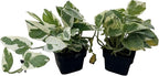 N Joy Pothos - Epipremnum aureum - 2 Plants 3" Pots - Good in Low Light