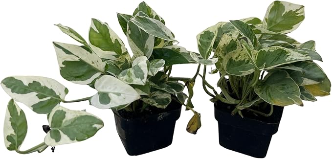 N Joy Pothos - Epipremnum aureum - 2 Plants 3" Pots - Good in Low Light