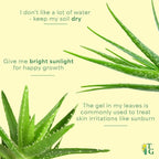 Thorsen's Greenhouse Aloe Vera, Live Indoor Plant, Aloe barbadensis, Easy to Grow, Succulent, Natural Air Purifier, 6" Diameter Pot (Nursery Pot)