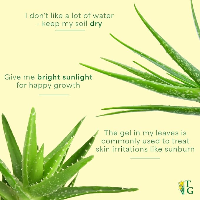Thorsen's Greenhouse Aloe Vera, Live Indoor Plant, Aloe barbadensis, Easy to Grow, Succulent, Natural Air Purifier, 4" Diameter Pot (White)