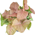 Syngonium Neon Robusta (6 inch) - Lucky Houseplants - 4/6 inch Unique Live Decorative Houseplants - Easy to Care Indoor Plants, Perfect for Office, Home & Feng Shui Decor