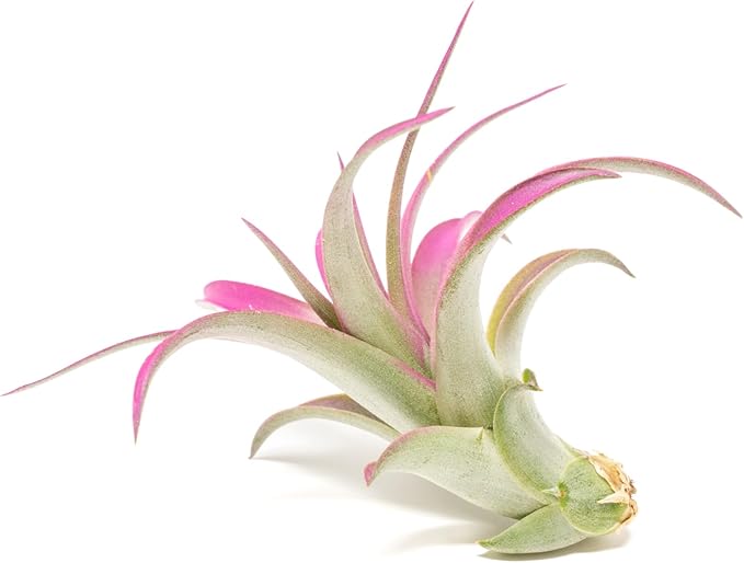 Fuchsia Colorful Tillandsia Air Plants - Long Lasting Color Enhanced Live Tillandsia Succulent House Plants - Home and Garden Decor - Easy Care Indoor/Outdoor Plants (Brachycaulos Abdita, Pack of 3)