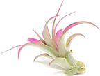 Fuchsia Colorful Tillandsia Air Plants - Long Lasting Color Enhanced Live Tillandsia Succulent House Plants - Home and Garden Decor - Easy Care Indoor/Outdoor Plants (Brachycaulos Abdita, Pack of 3)