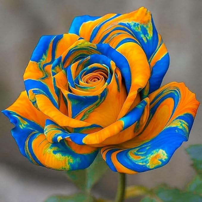 25+ Mix Colorful Rose Seeds for Planting-for a Multicolored Garden