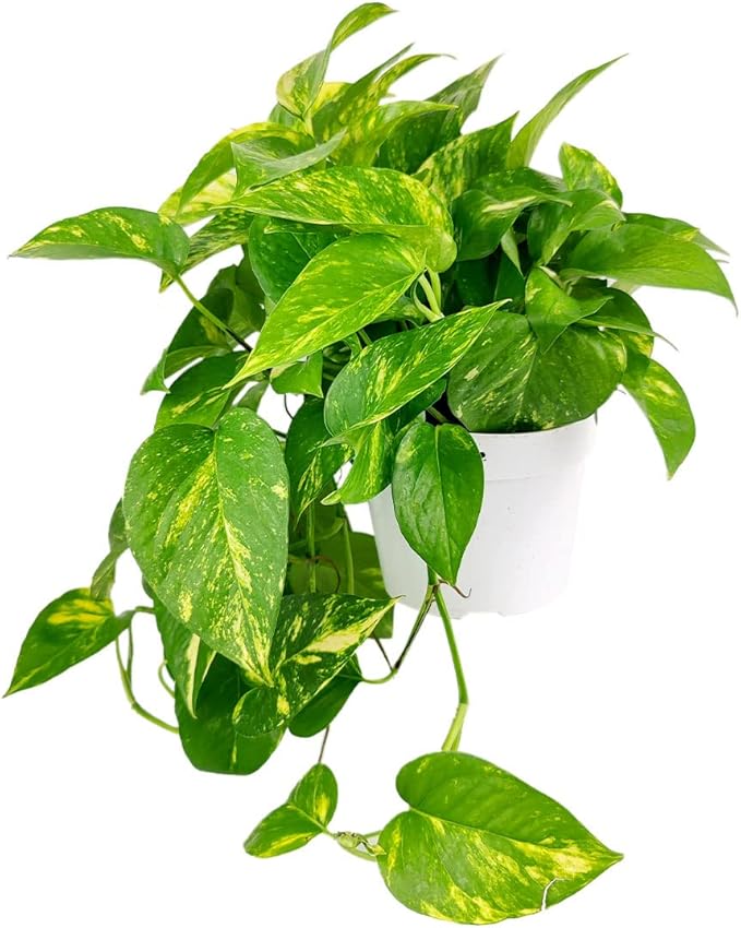 Golden Pothos (6"+ Grower Pot) - Trailing Air- Purifying, Easy to Grow Houseplant - Live Healthy Houseplant for Home Office Decoration