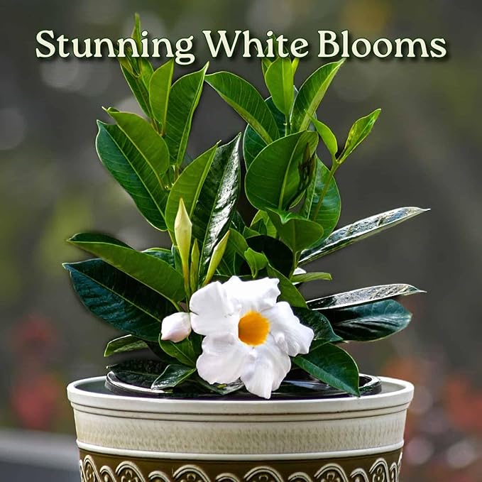 Tropical Plants of Florida - White Dipladenia Bush - 14 inch Overall Height - 6 inch Planter Pot (1 Gallon) (Plant Only)