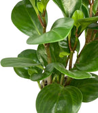 Baby Rubber Plant, Peperomia obtusifolia, Live Indoor Plant, 4 inch Pot - Hopewind Plants Shop