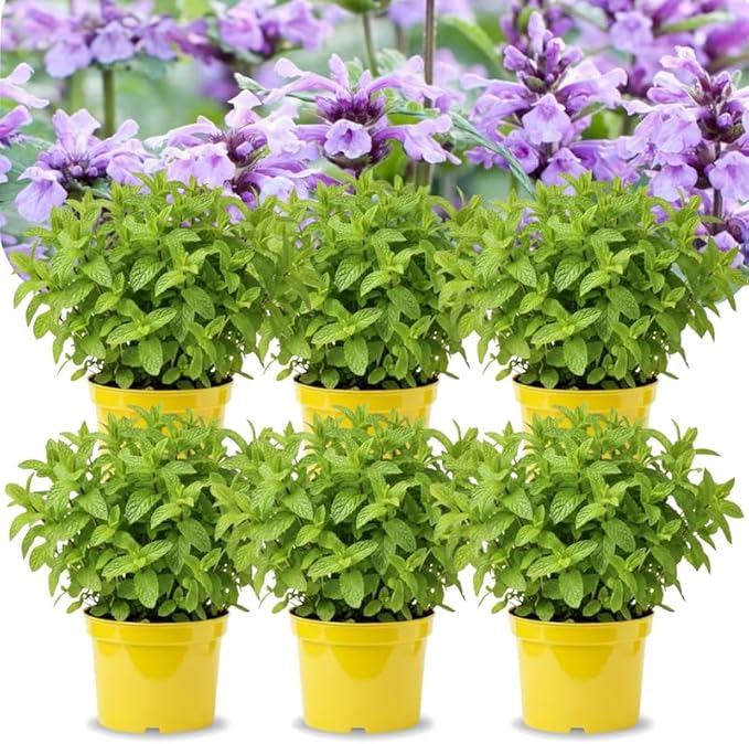 4 Catnip Mint Plants Live for Spring Planting, Fragrant Culinary Herb Mint for Indoor Outdoor Zones 3-11, Very Hardy and Fast Growing, Size 4-7" in Tall