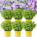 4 Catnip Mint Plants Live for Spring Planting, Fragrant Culinary Herb Mint for Indoor Outdoor Zones 3-11, Very Hardy and Fast Growing, Size 4-7" in Tall