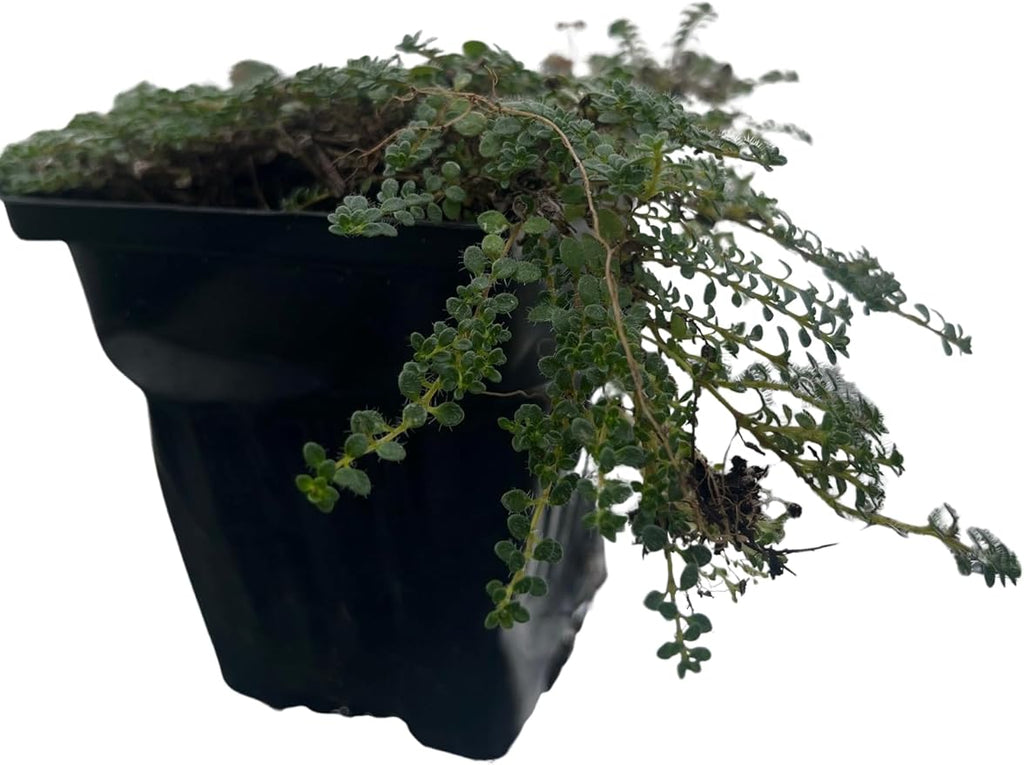 Elfin Thyme Plant - Thymus Minus - World's Smallest Thyme - Live Plant - 3" Pot