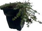 Elfin Thyme Plant - Thymus Minus - World's Smallest Thyme - Live Plant - 3" Pot