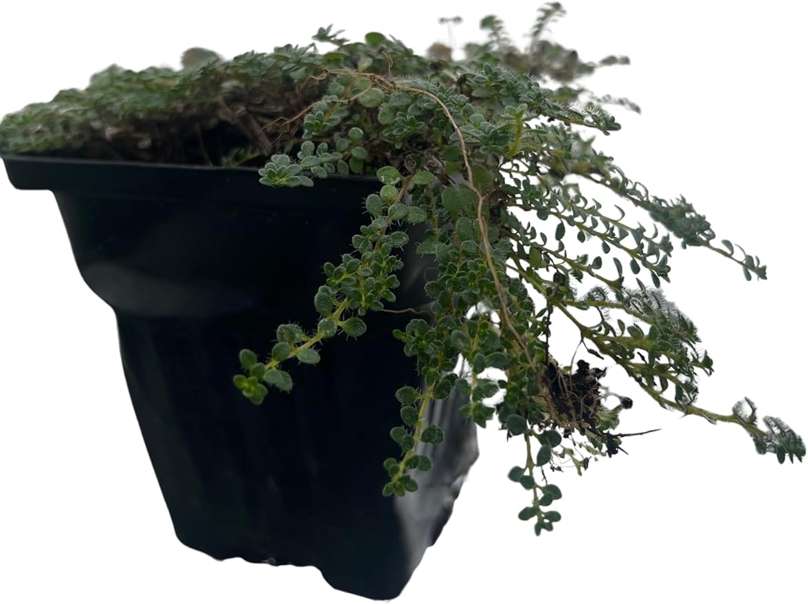 Elfin Thyme Plant - Thymus Minus - World's Smallest Thyme - Live Plant - 3" Pot