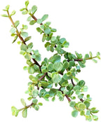 Elephant Bush Portulacaria afra - Live Succulent Plant, 2 Inch Plastic Pot, Small Round Green Leaves on Woody Stems, Easy Care Pet Friendly Indoor Outdoor Plant for Bonsai, Home Decor, Plant Gifts