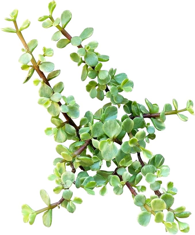 Elephant Bush Portulacaria afra - Live Succulent Plant, 2 Inch Plastic Pot, Small Round Green Leaves on Woody Stems, Easy Care Pet Friendly Indoor Outdoor Plant for Bonsai, Home Decor, Plant Gifts