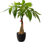 Money Tree Live Plant | 14-22 Inches Tall Bonsai | Easy to Grow Indoor Houseplant | Home, Office, or Room Decor | Birthday, Housewarming Gift (Black)