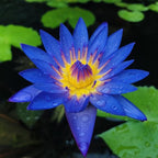 35 PCS Bowl Lotus Seeds for Planting – Mixed Color Bonsai Lotus Flower Seeds, Ornamental Aquatic Plants for Indoor Water Bowls, Outdoor Ponds & Gardens