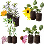 Pollinator Garden Live Plant Collection – 8 Perennial Live Plants | Butterfly Weed, Swamp Milkweed, Purple Coneflower & Black-Eyed Susan | Attract Monarchs, Bees & Hummingbirds | Native Perrenials