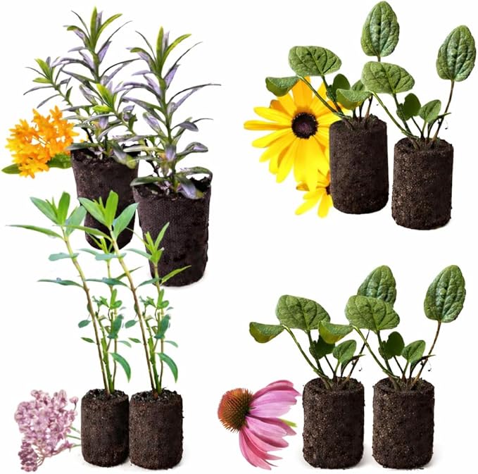 Pollinator Garden Live Plant Collection – 8 Perennial Live Plants | Butterfly Weed, Swamp Milkweed, Purple Coneflower & Black-Eyed Susan | Attract Monarchs, Bees & Hummingbirds | Native Perrenials