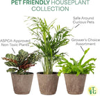 Thorsen's Greenhouse Live Pet Safe Houseplants (3 Pack), Easy to Grow, Pet Friendly & Non-Toxic, Grower's Choice Bundle, 4-inch Diameter Established Plants, Coffee Ruffled Pot (3-Pack)