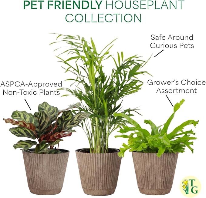 Thorsen's Greenhouse Live Pet Safe Houseplants (3 Pack), Easy to Grow, Pet Friendly & Non-Toxic, Grower's Choice Bundle, 4-inch Diameter Established Plants, Coffee Ruffled Pot (3-Pack)