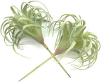 2 PCS Artificial Succulents Plants Real Touch Lifelike Succulants Plants Faux Greenery Plants Garden DIY Home Office Decoration Ornament (Flocking Air Plant)