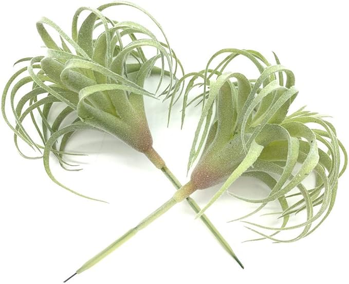 2 PCS Artificial Succulents Plants Real Touch Lifelike Succulants Plants Faux Greenery Plants Garden DIY Home Office Decoration Ornament (Flocking Air Plant)