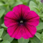 270+ Trailing Petunia Seeds for Planting - Spreading Annual Flower Blooms for Hanging Baskets, Window Boxes, and Garden Ground Cover