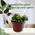 BubbleBlooms Hoya Hindu Rope, 4 inch Carnosa Compacta Krinkle Kurl Curly Wax Plant