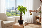 Money Tree Live Plant | 14-22 Inches Tall Bonsai | Easy to Grow Indoor Houseplant | Home, Office, or Room Decor | Birthday, Housewarming Gift (Black)