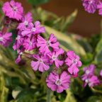 RedCrocus Valley High Campion Silene dioica- Vibrant Pink Blooms, Pollinator Attractant, Shaded Garden or Container Plant, Deer & Pet Safe 1 Gallon (Pack of 5)