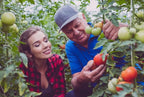 Floradel Tomato Seeds - Solanum lycopersicum - Plant with Confidence - 125+ Heirloom, Non-GMO Seeds for Bountiful Harvests!