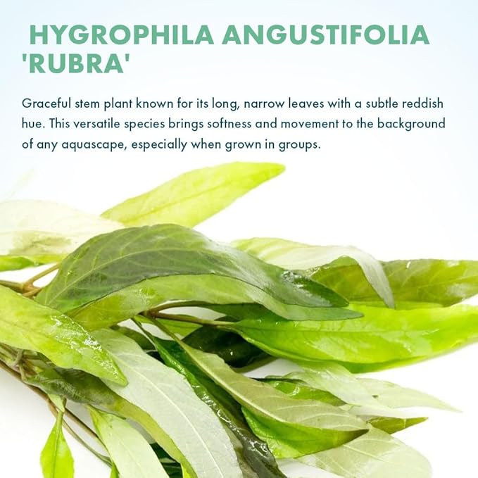 SubstrateSource Live Plant - Willow Hygro 'Rubra' (Hygrophila angustifolia) - Easy Care, Moderate to High Light, Reddish-Green Accent, Freshwater Aquatic Plant for Aquascaping - Lead Bunch