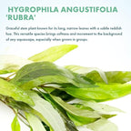 SubstrateSource Live Plant - Willow Hygro 'Rubra' (Hygrophila angustifolia) - Easy Care, Moderate to High Light, Reddish-Green Accent, Freshwater Aquatic Plant for Aquascaping - Lead Bunch