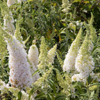 White Butterfly Bush Live Shrub Plant Shrub, Buddleia Bush Well Rooted, 5 to 10 Inc Tall