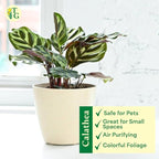 Thorsen's Greenhouse Peacock Calathea, Live Indoor Plant, Safe for Pets, Colorful Foliage, Rare Variety, Peacock Plant, 4" Diameter (Coffee)