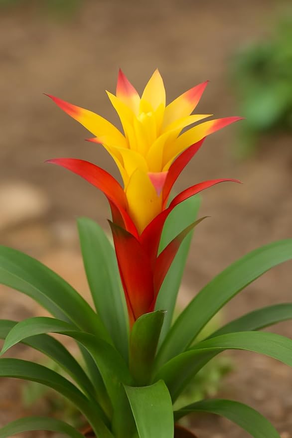 5 Guzmania Gloriosa Seeds – Exotic Tropical Bromeliad for Indoor & Outdoor Growing